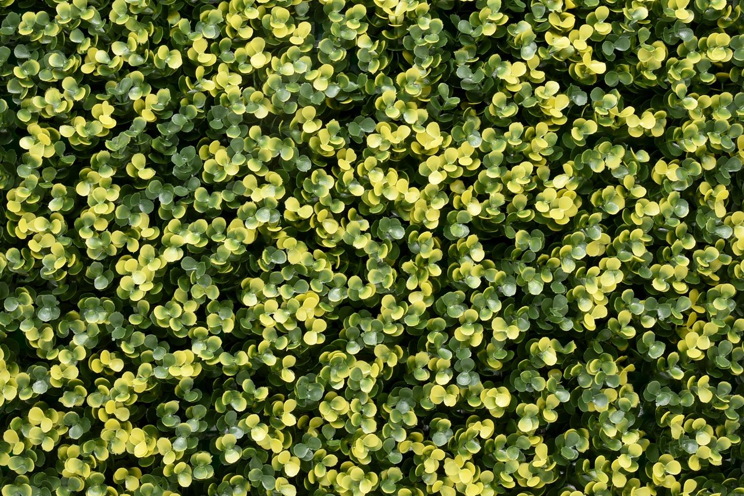 Kunsthecken-Paneel | Lina Buxus - 100x100cm 2 Kunsthecken-Paneel | Lina Buxus - 100x100cm – Bild 2