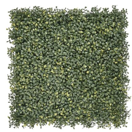 Buchsbaum Emma – Klassisch & Kompakt