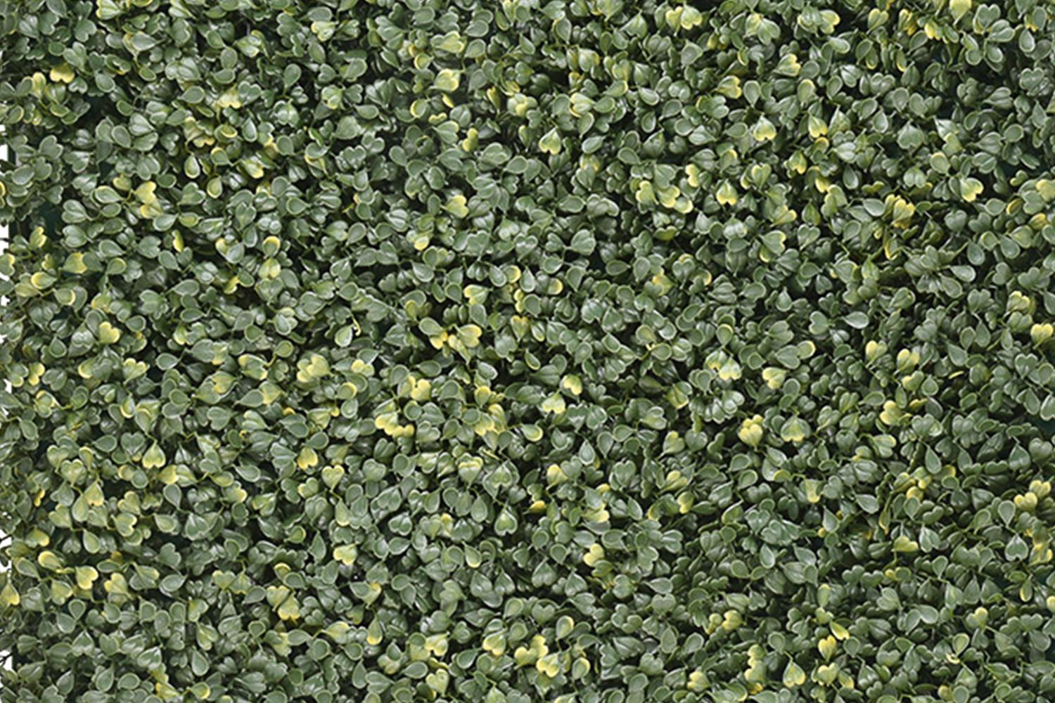 Buchsbaum Emma – Klassisch & Kompakt 2 Buchsbaum Emma – Klassisch & Kompakt – Bild 2