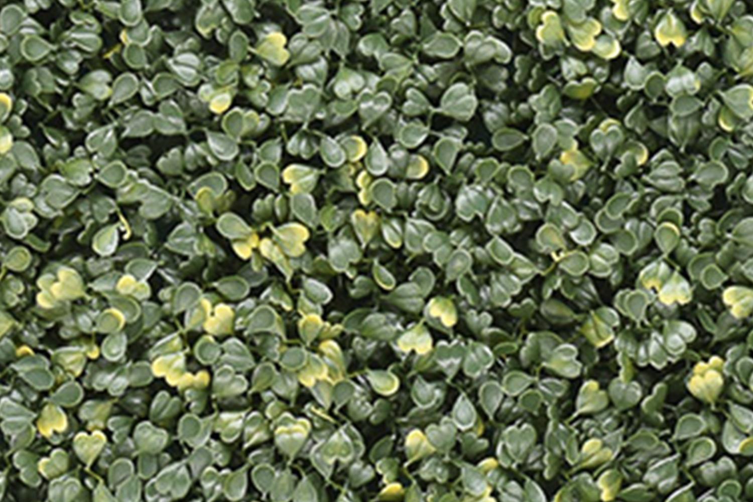 Buchsbaum Emma – Klassisch & Kompakt 3 Buchsbaum Emma – Klassisch & Kompakt – Bild 3