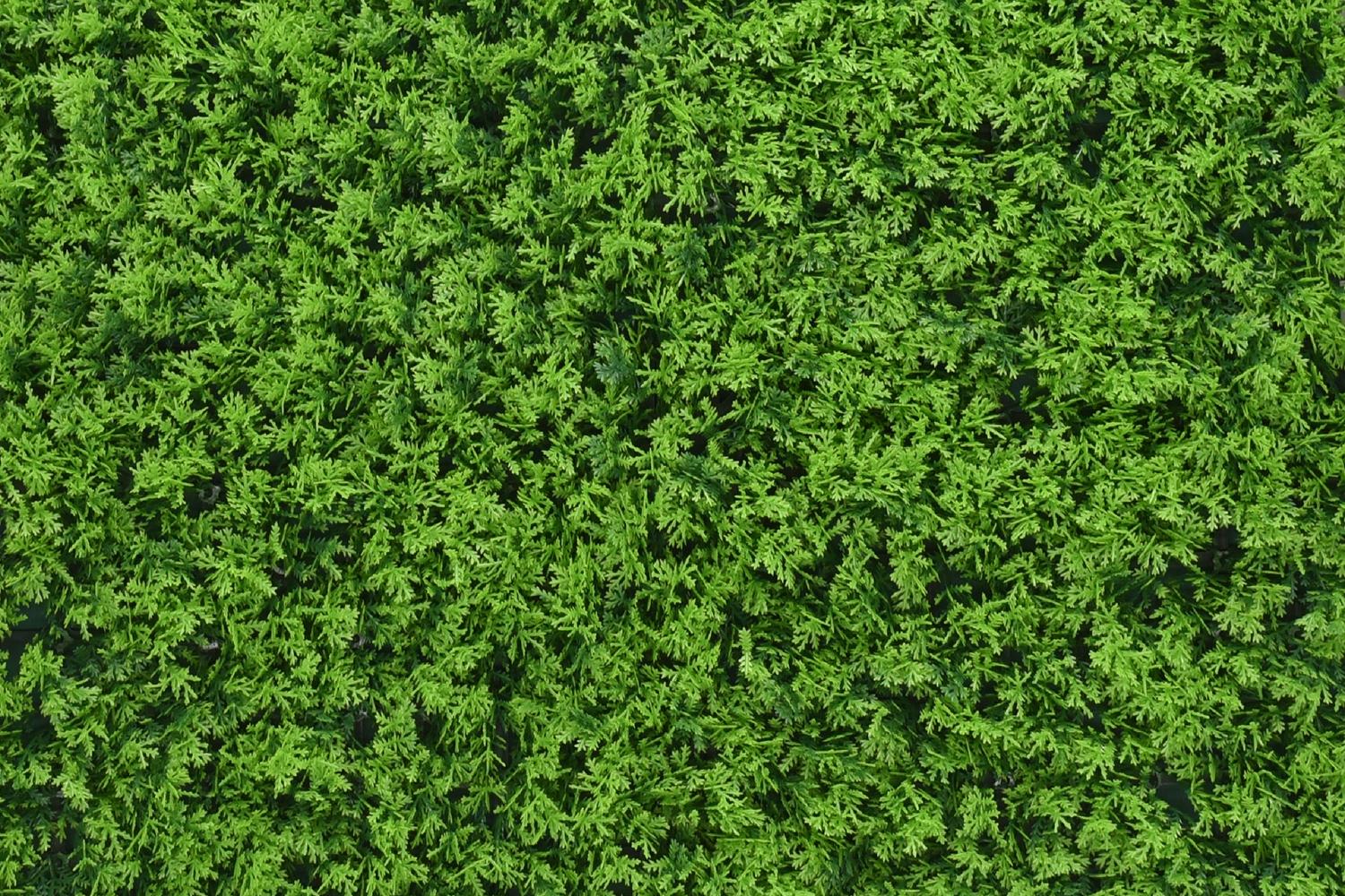 Charlotte Zypresse - 100x100cm 2 Charlotte Zypresse - 100x100cm – Bild 2