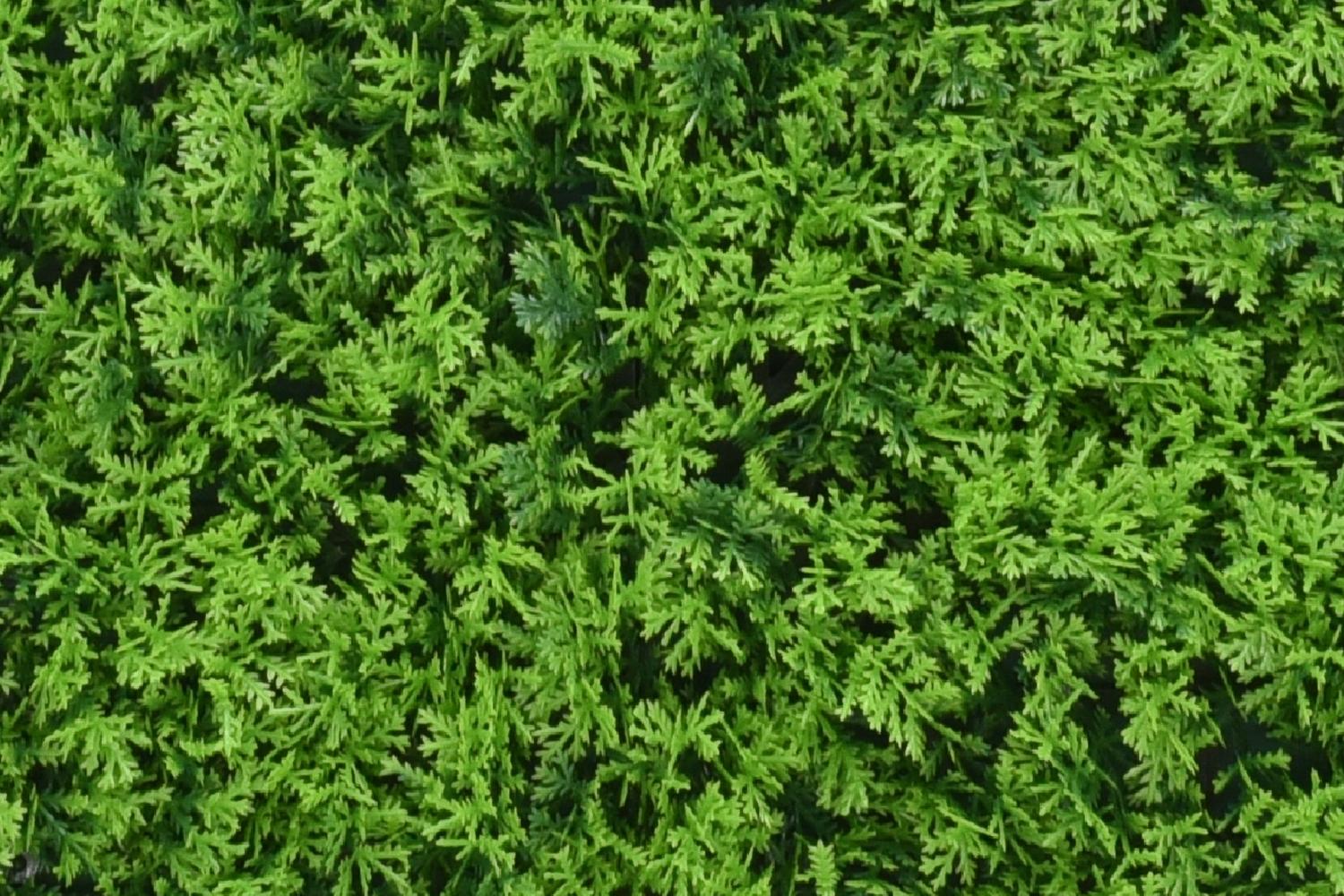 Charlotte Zypresse - 100x100cm 3 Charlotte Zypresse - 100x100cm – Bild 3