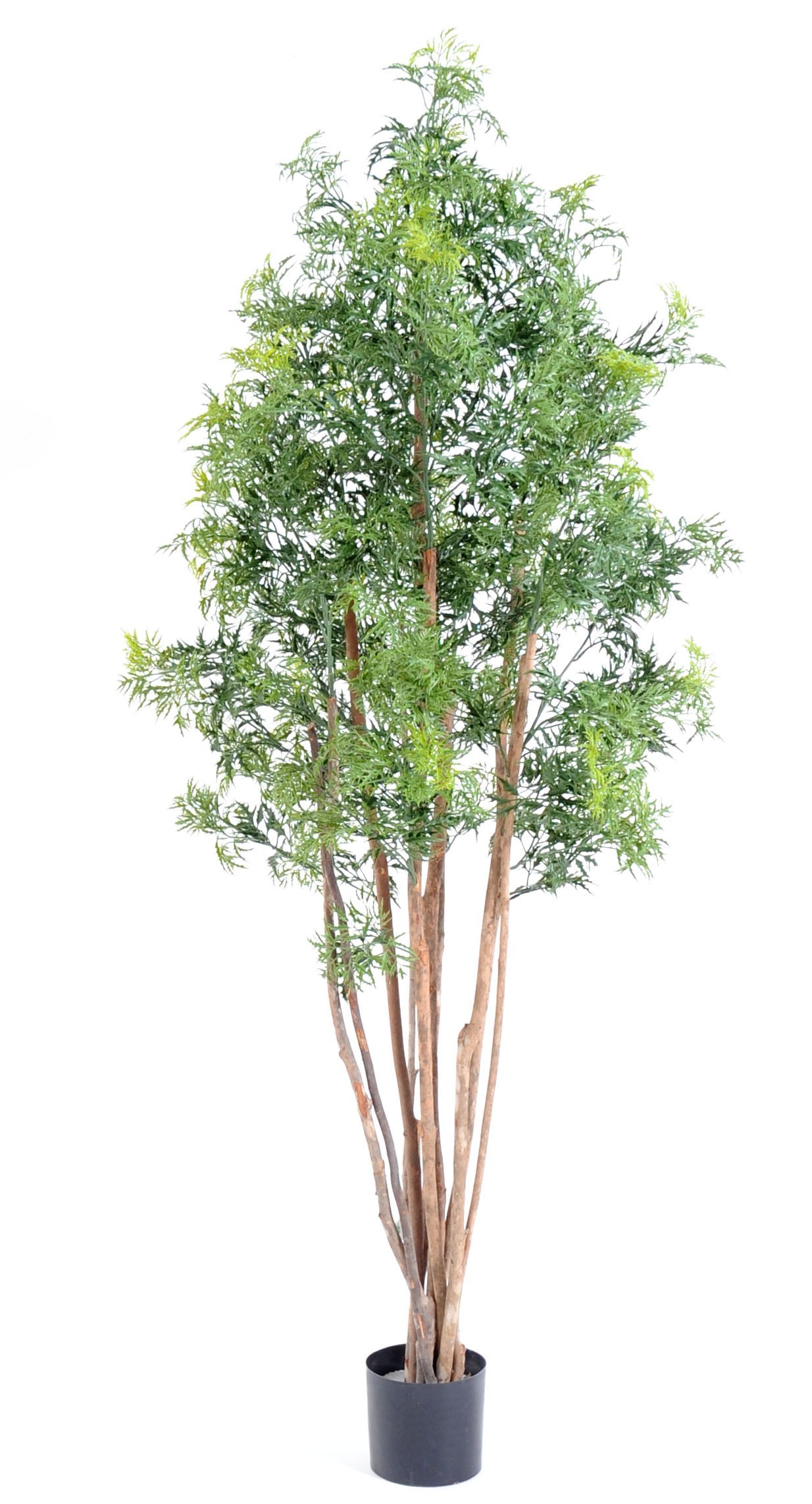Künstlicher Aralia Ming Nitida, ca. 180cm hoch, grün 1 Künstlicher Aralia Ming Nitida, ca. 180cm hoch, grün