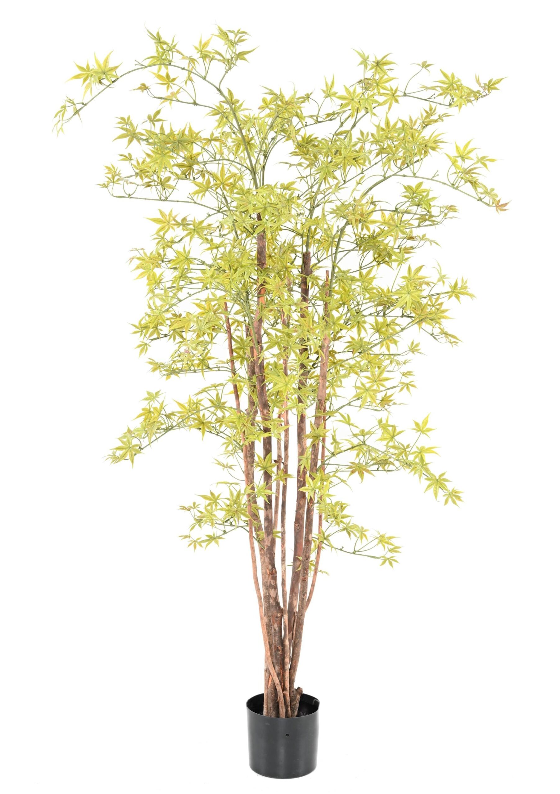 Künstliche Aralia, ca 160cm - UV-Beständig, hellgrün 1 Künstliche Aralia, ca 160cm - UV-Beständig, hellgrün