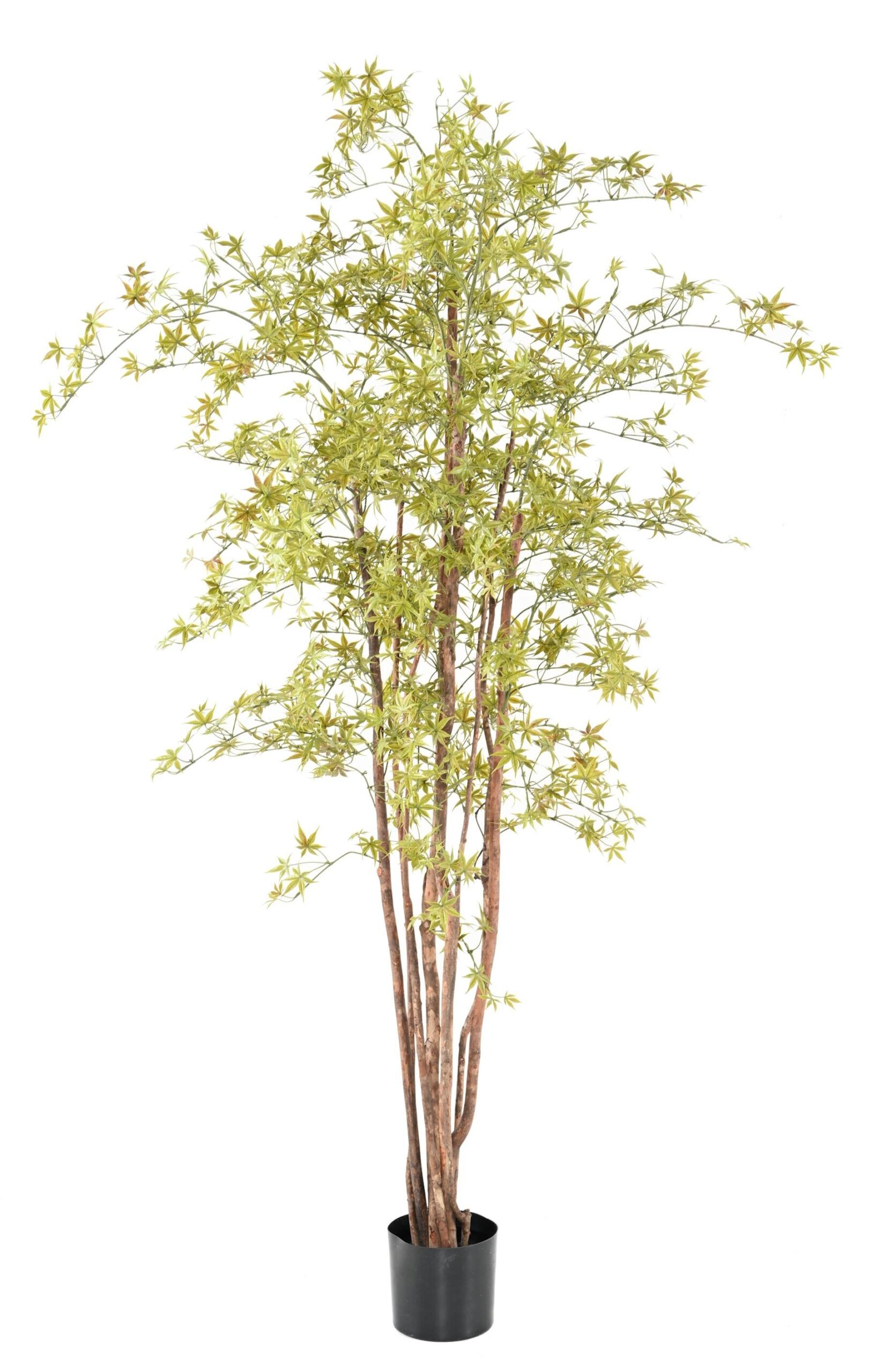Künstlicher Aralia Baum, ca 210cm - UV-Beständig, hellgrün 1 Künstlicher Aralia Baum, ca 210cm - UV-Beständig, hellgrün