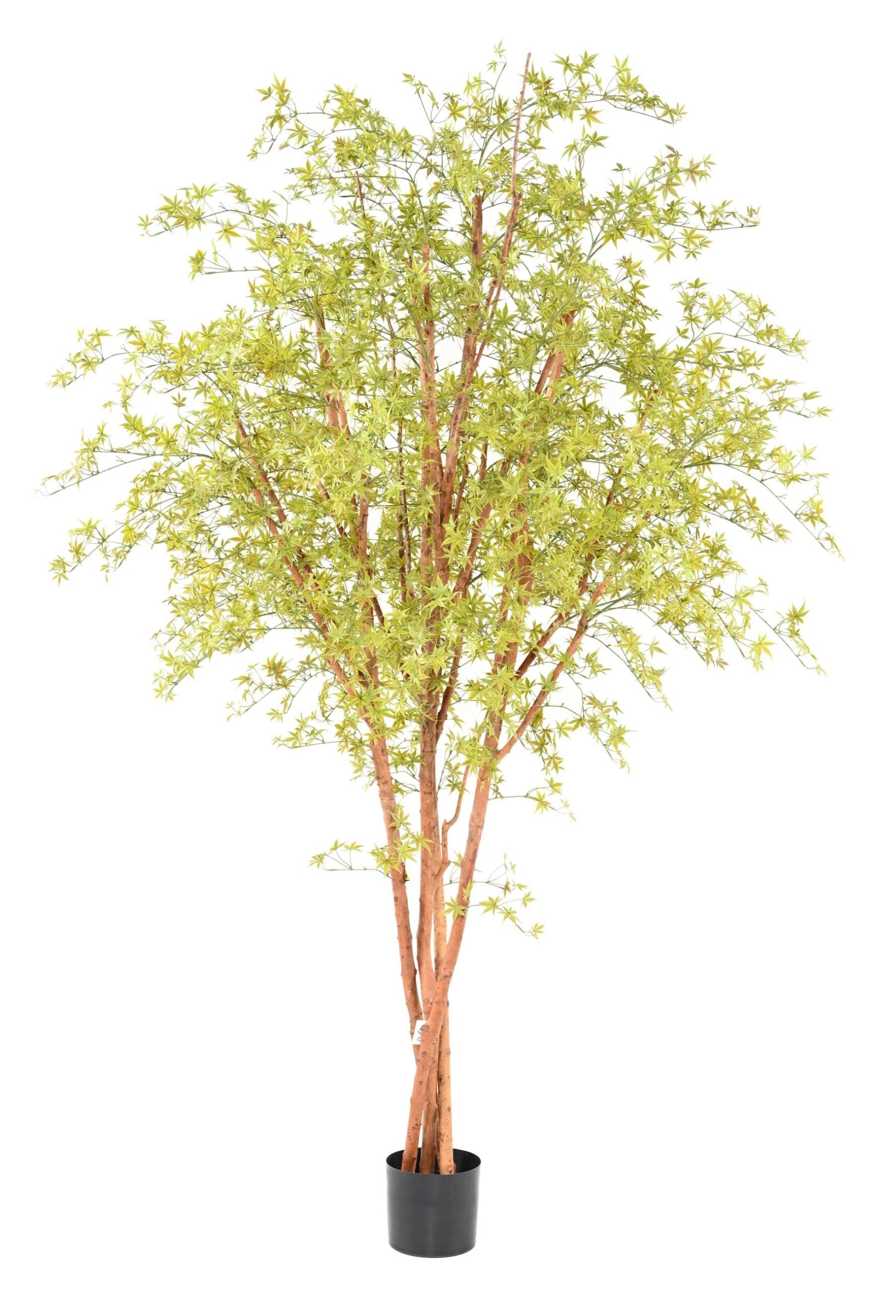 Künstlicher Aralia Baum, ca 270cm - UV-beständig, hellgrün 1 Künstlicher Aralia Baum, ca 270cm - UV-beständig, hellgrün