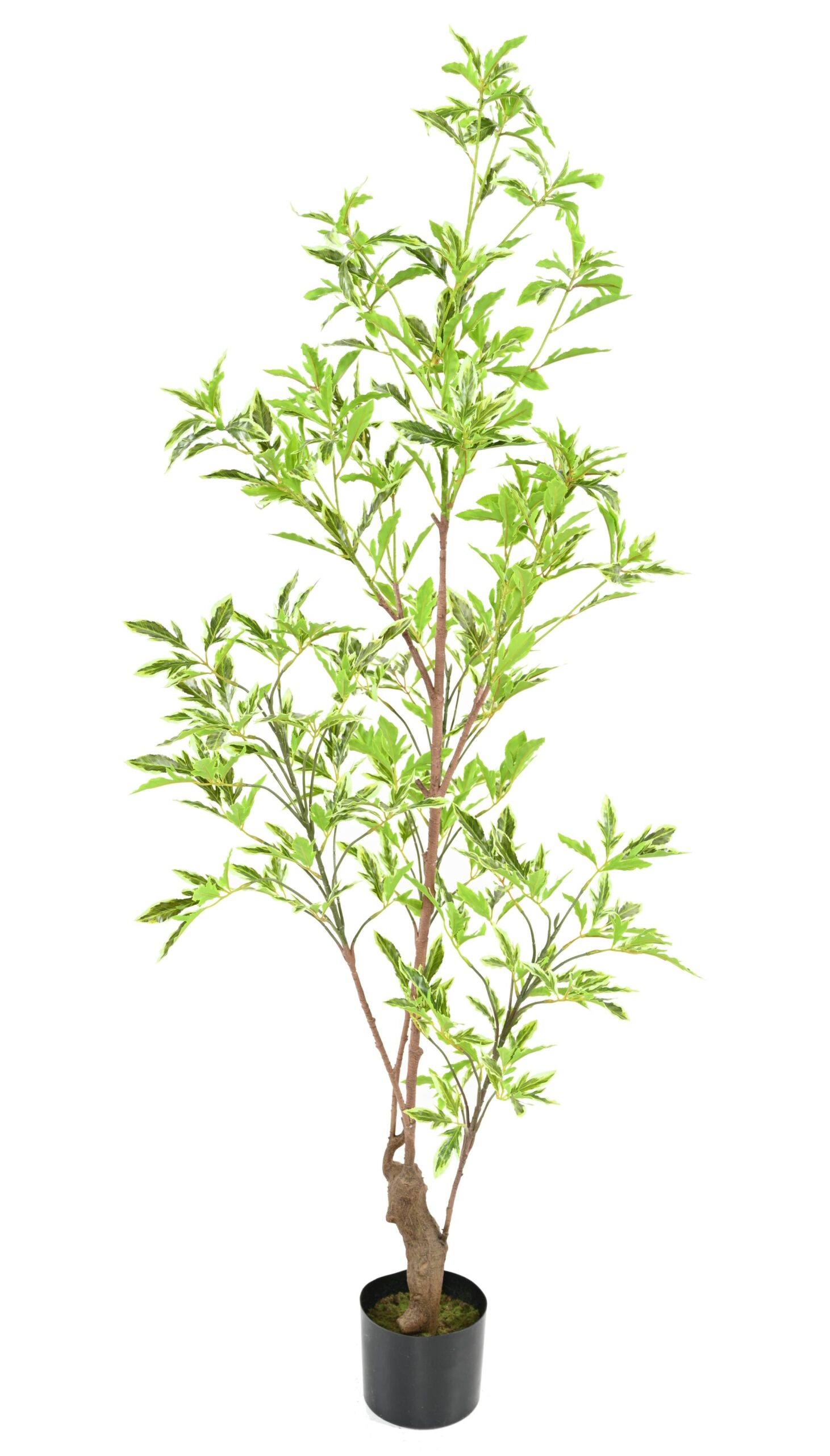 Künstlicher Aralia Plerandra, ca. 145cm hoch, grün 1 Künstlicher Aralia Plerandra, ca. 145cm hoch, grün