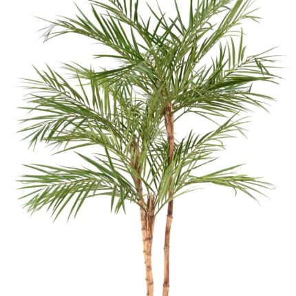 Künstliche Areca-Palme, ca. 220cm, grün