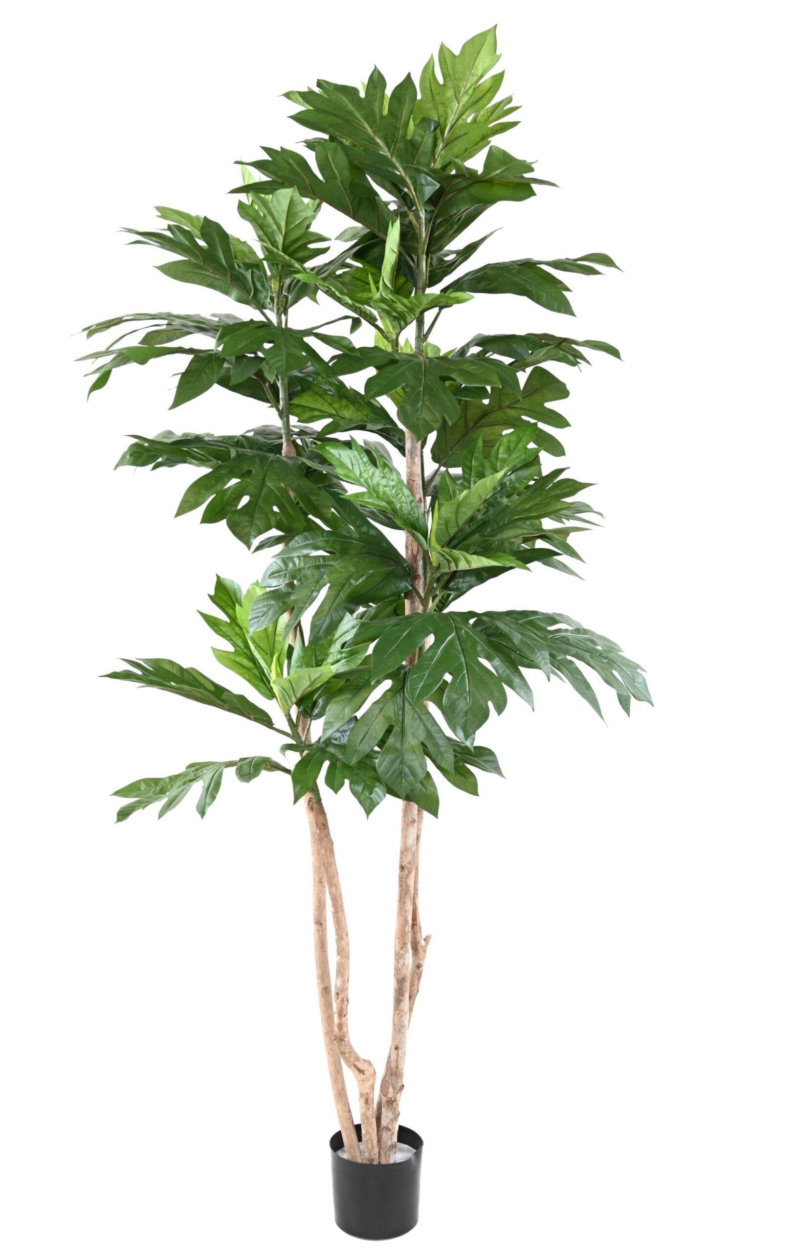 Künstlicher Brotfruchtbaum, ca. 200cm hoch, grün 1 Künstlicher Brotfruchtbaum, ca. 200cm hoch, grün