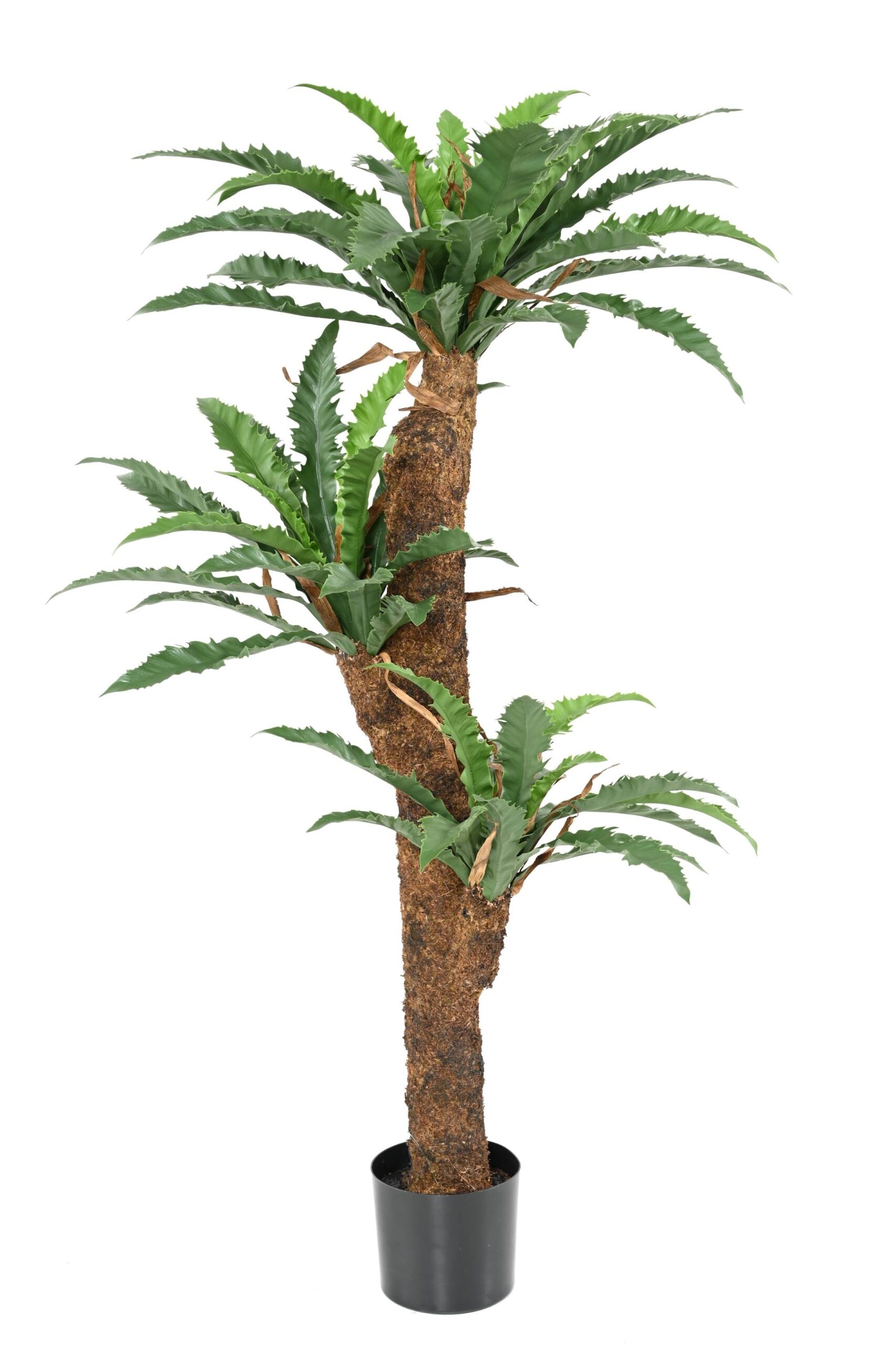 Künstlicher Asplenium Dakila, ca. 130cm hoch, grün 1 Künstlicher Asplenium Dakila, ca. 130cm hoch, grün