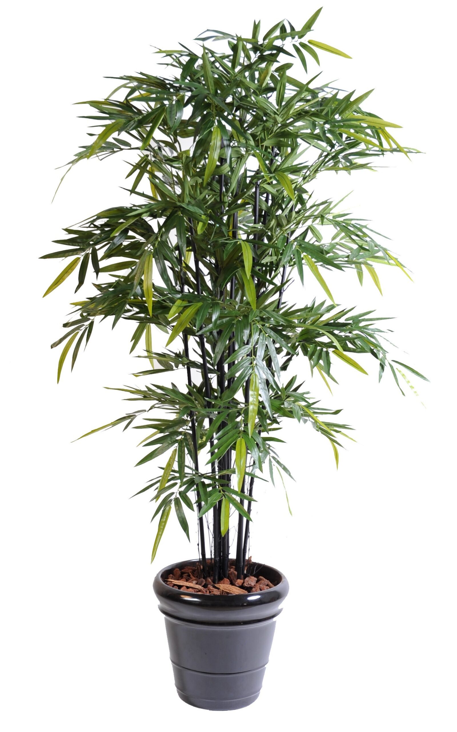 Künstlicher Schwarzer Bambus, ca. 210cm hoch, dunkelgrün 1 Künstlicher Schwarzer Bambus, ca. 210cm hoch, dunkelgrün