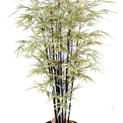 Künstlicher Schwarzer Shiroshima Bambus, ca. 125cm hoch, grün-weiß