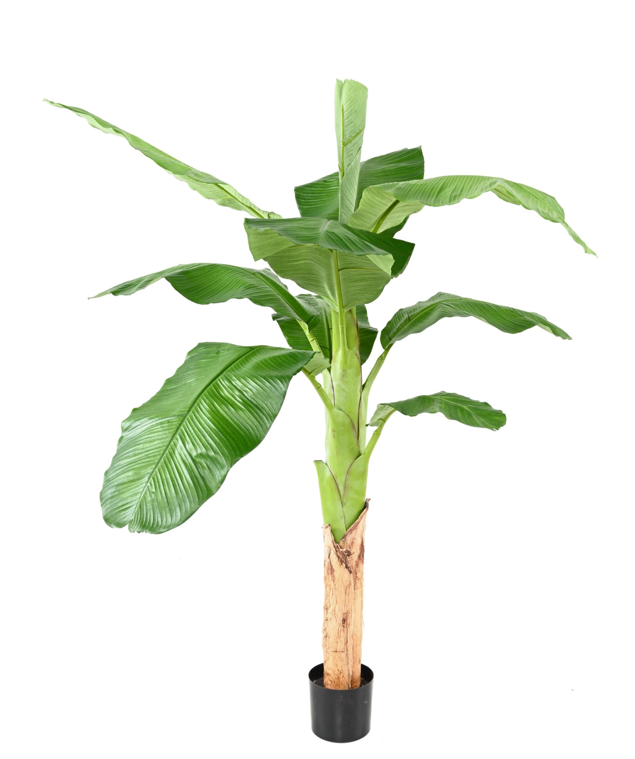 Künstlicher Bananenbaum, ca. 170cm, grün 1 Künstlicher Bananenbaum, ca. 170cm, grün