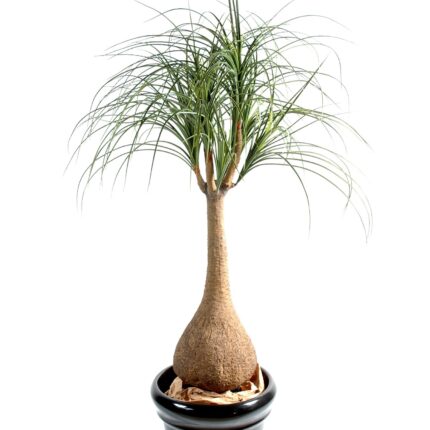 Künstlicher Beaucarnea, ca. 125cm hoch, grün