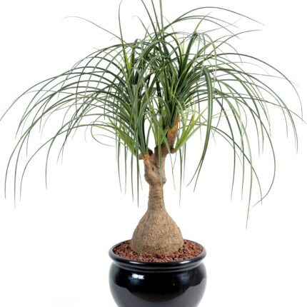 Künstliche Beaucarnea, ca. 75cm hoch, grün