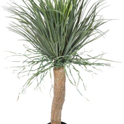 Künstlicher Beaucarnea Recurvata, ca. 116cm hoch, grün