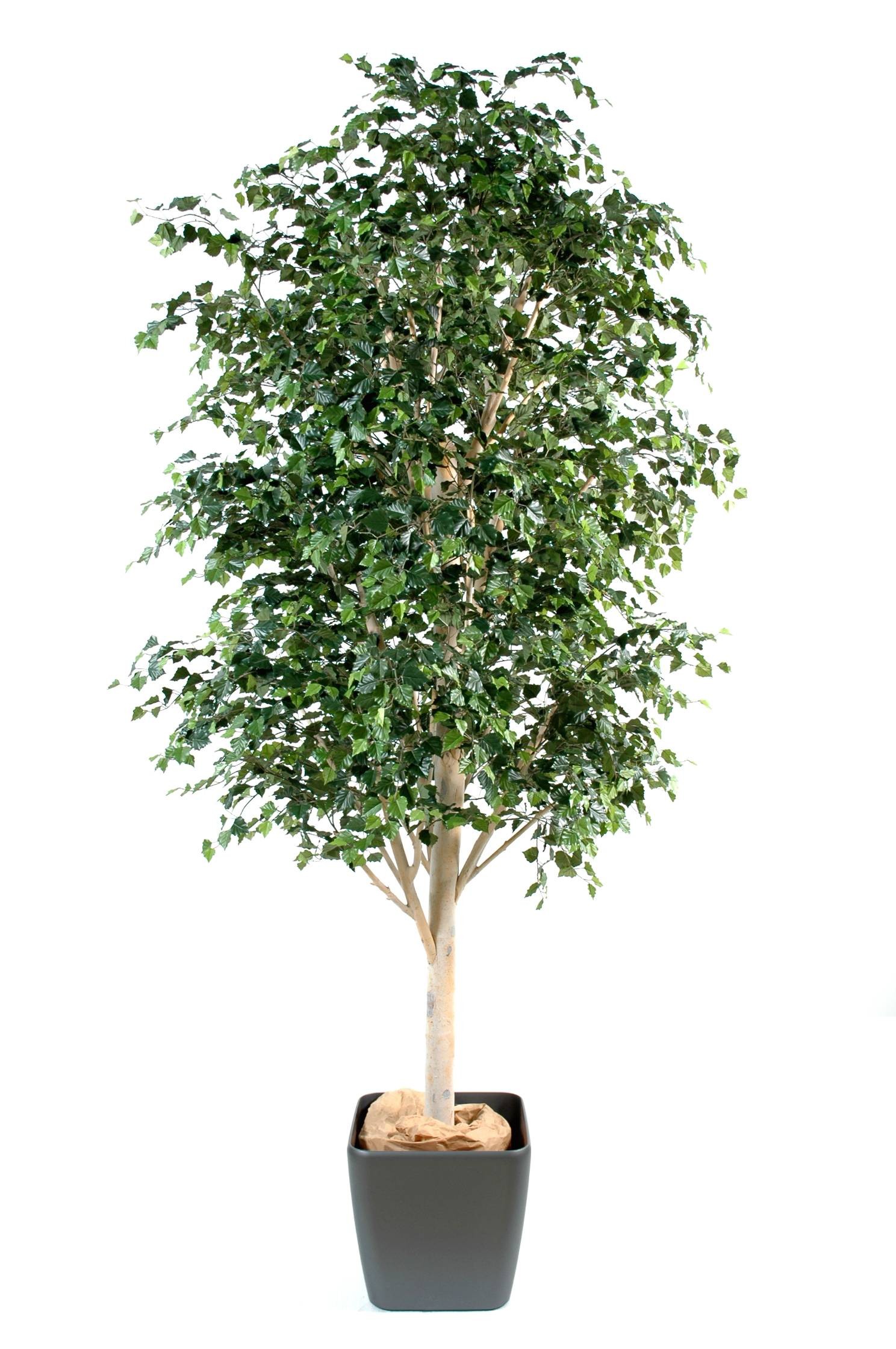 Künstlicher Birkenbaum, ca. 350cm - Premium 1 Künstlicher Birkenbaum, ca. 350cm - Premium