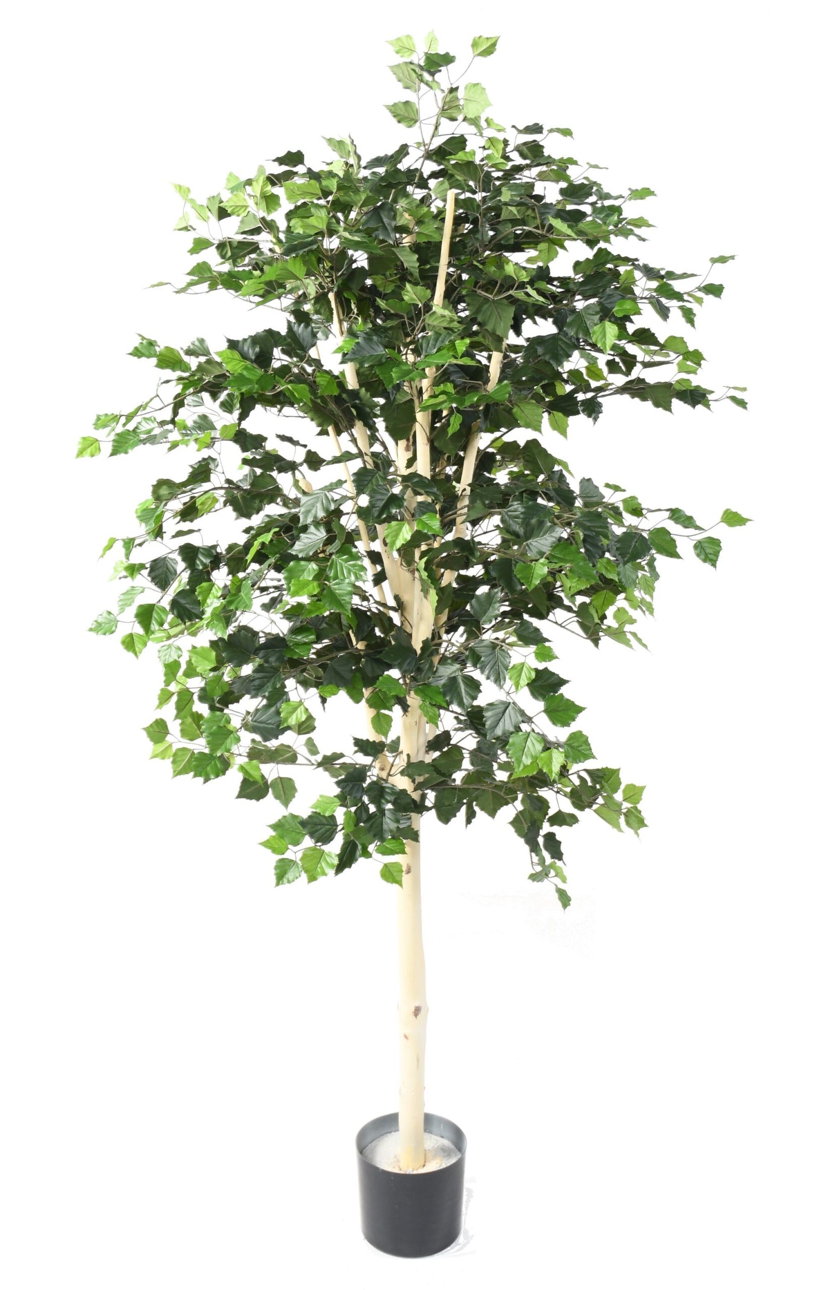 Künstlicher Birkenbaum, ca. 170cm hoch, grün 1 Künstlicher Birkenbaum, ca. 170cm hoch, grün