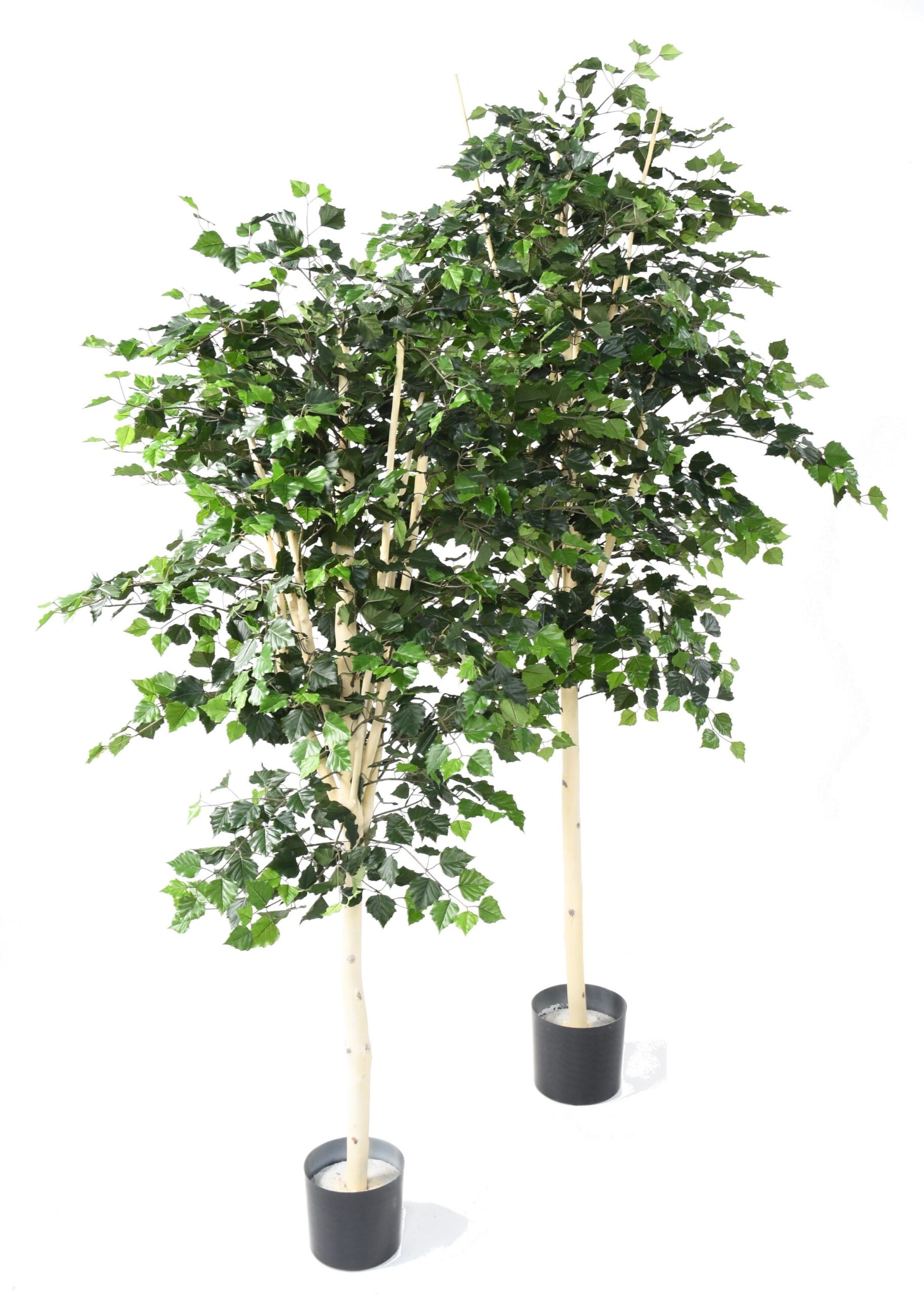 Künstliche Birke, ca. 210cm hoch, grün 1 Künstliche Birke, ca. 210cm hoch, grün