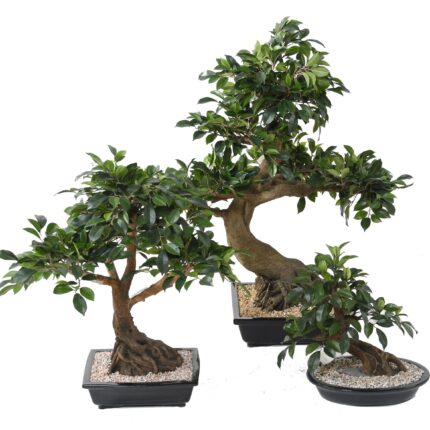 Künstlicher Bonsai Ficus, ca. 78cm hoch, grün
