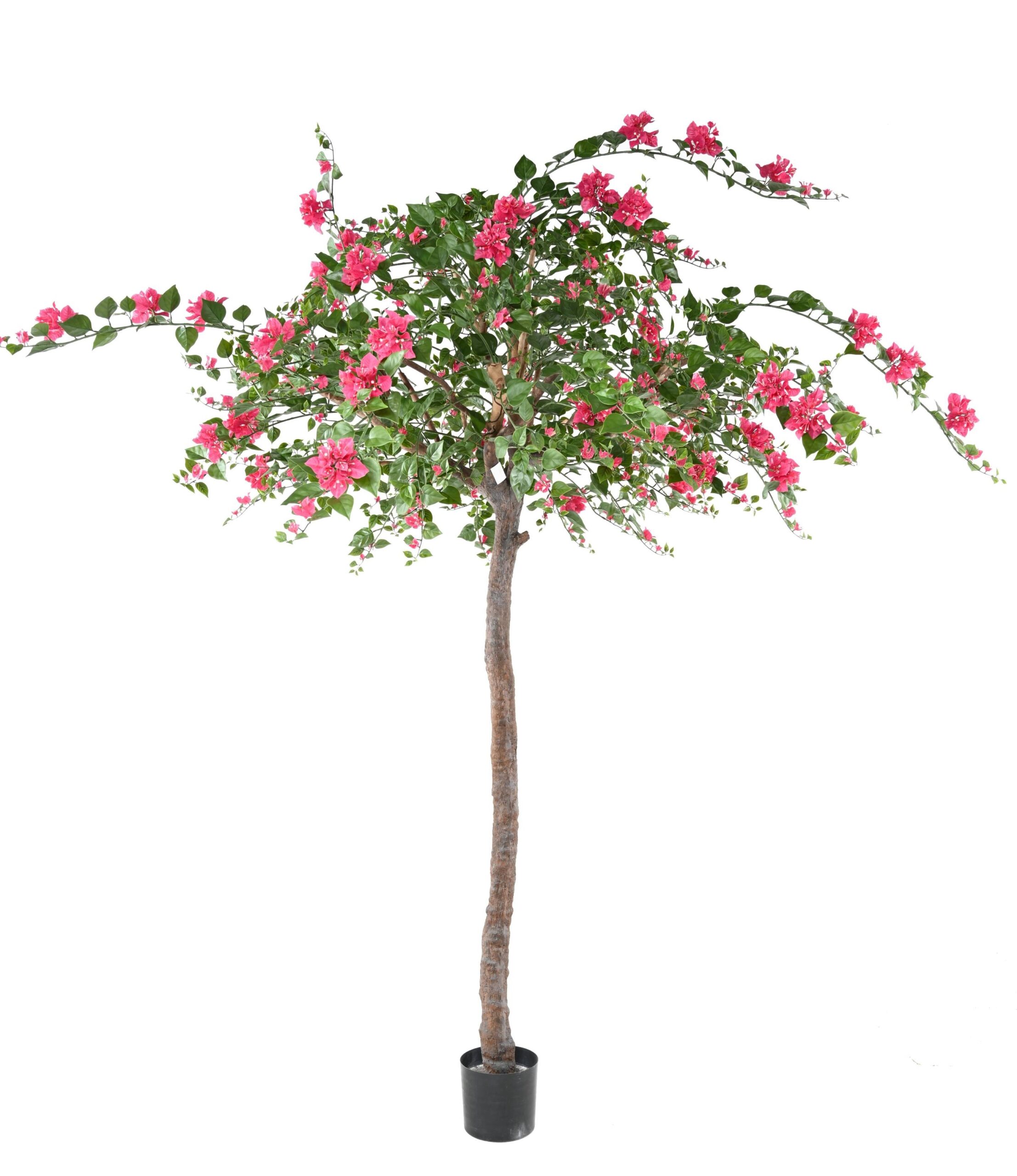 Künstliche Bougainvillea, ca. 280cm hoch, fuchsia 1 Künstliche Bougainvillea, ca. 280cm hoch, fuchsia