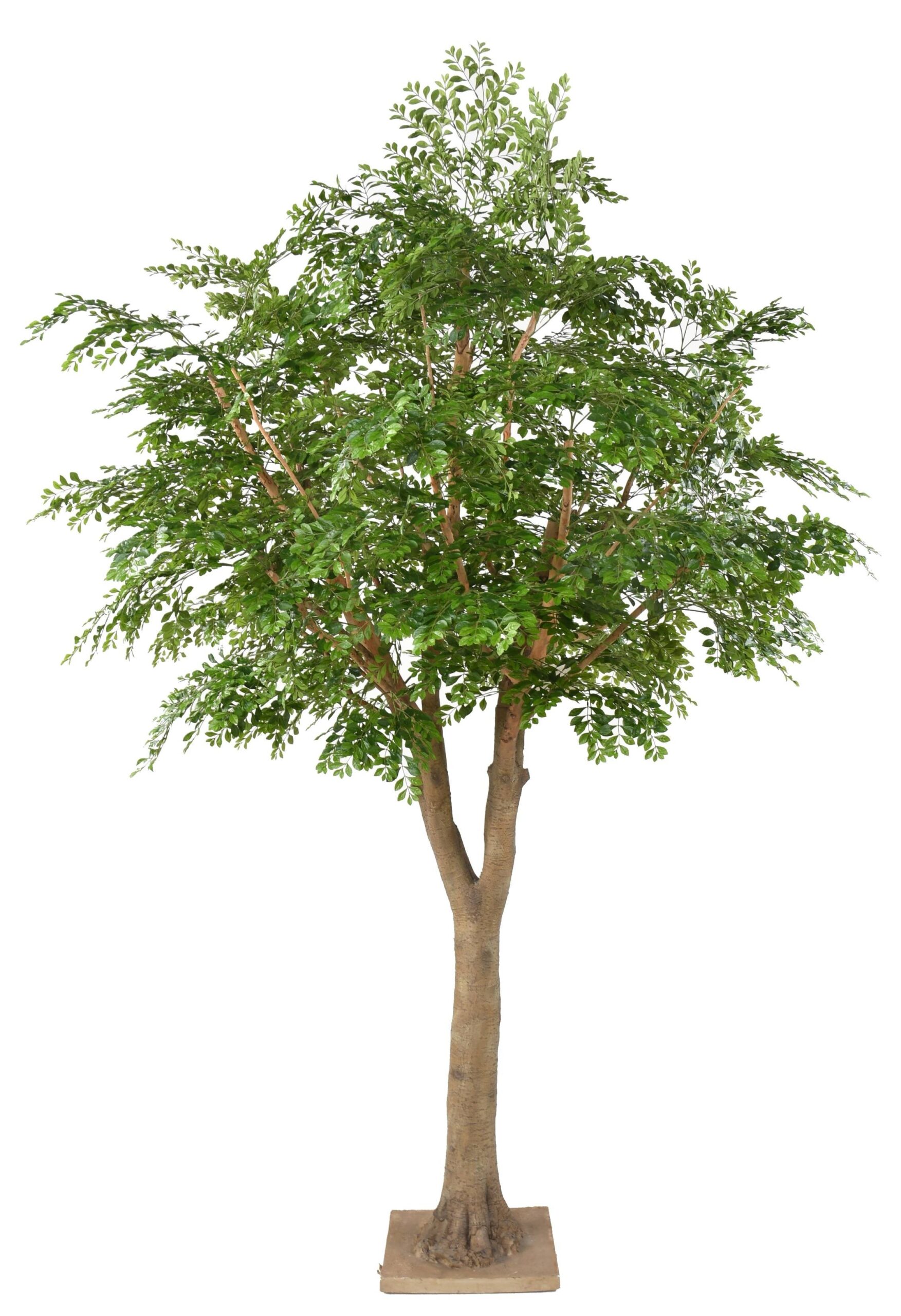 Künstlicher Bucida, ca. 300cm hoch, grün 1 Künstlicher Bucida, ca. 300cm hoch, grün