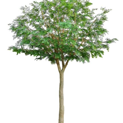 Künstlicher Bucida, ca. 450cm hoch, grün