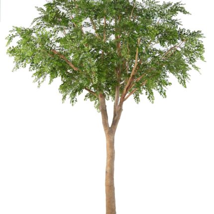 Künstlicher Bucida, ca. 360cm hoch, grün