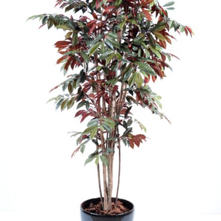 Künstliche Capensia, ca. 170cm hoch, grün-rot