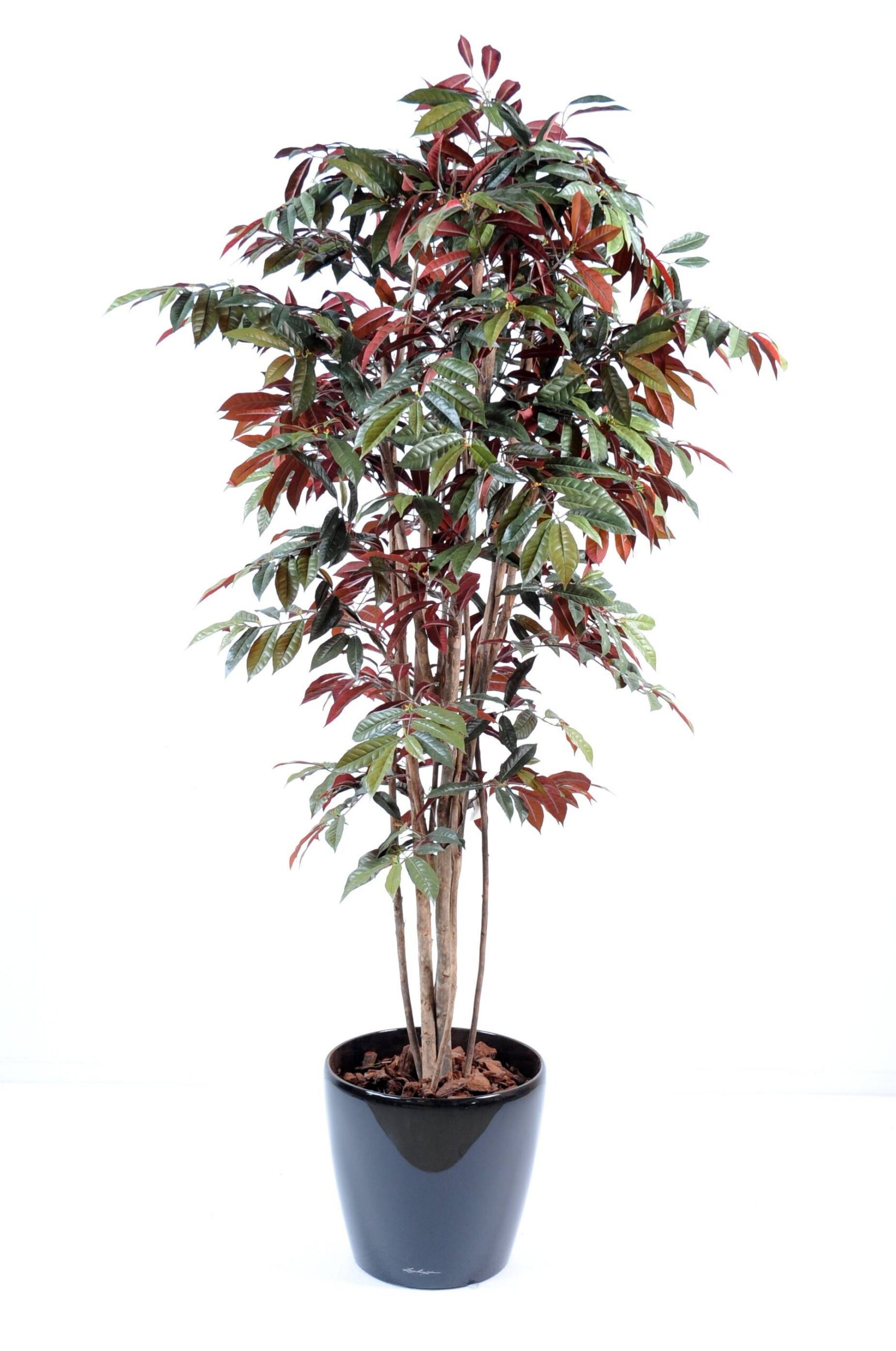 Künstliche Capensia, ca. 170cm hoch, grün-rot 1 Künstliche Capensia, ca. 170cm hoch, grün-rot