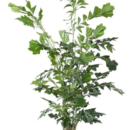 Künstlicher Caryota-Baum, ca. 190cm, grün