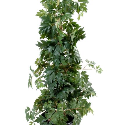 Künstliche Cissus-Pflanze, ca. 100cm hoch, grün