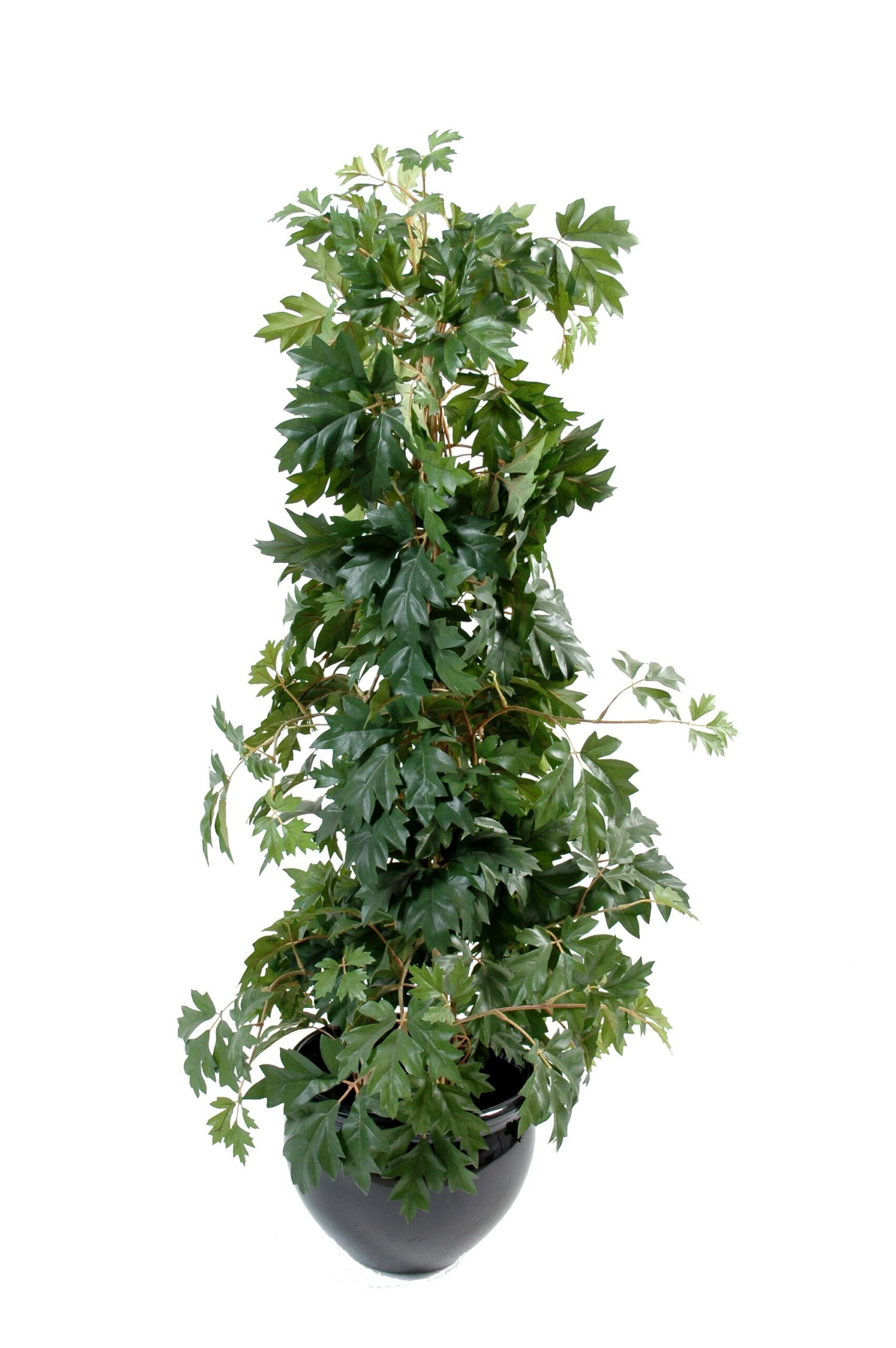 Künstliche Cissus-Pflanze, ca. 100cm hoch, grün 1 Künstliche Cissus-Pflanze, ca. 100cm hoch, grün