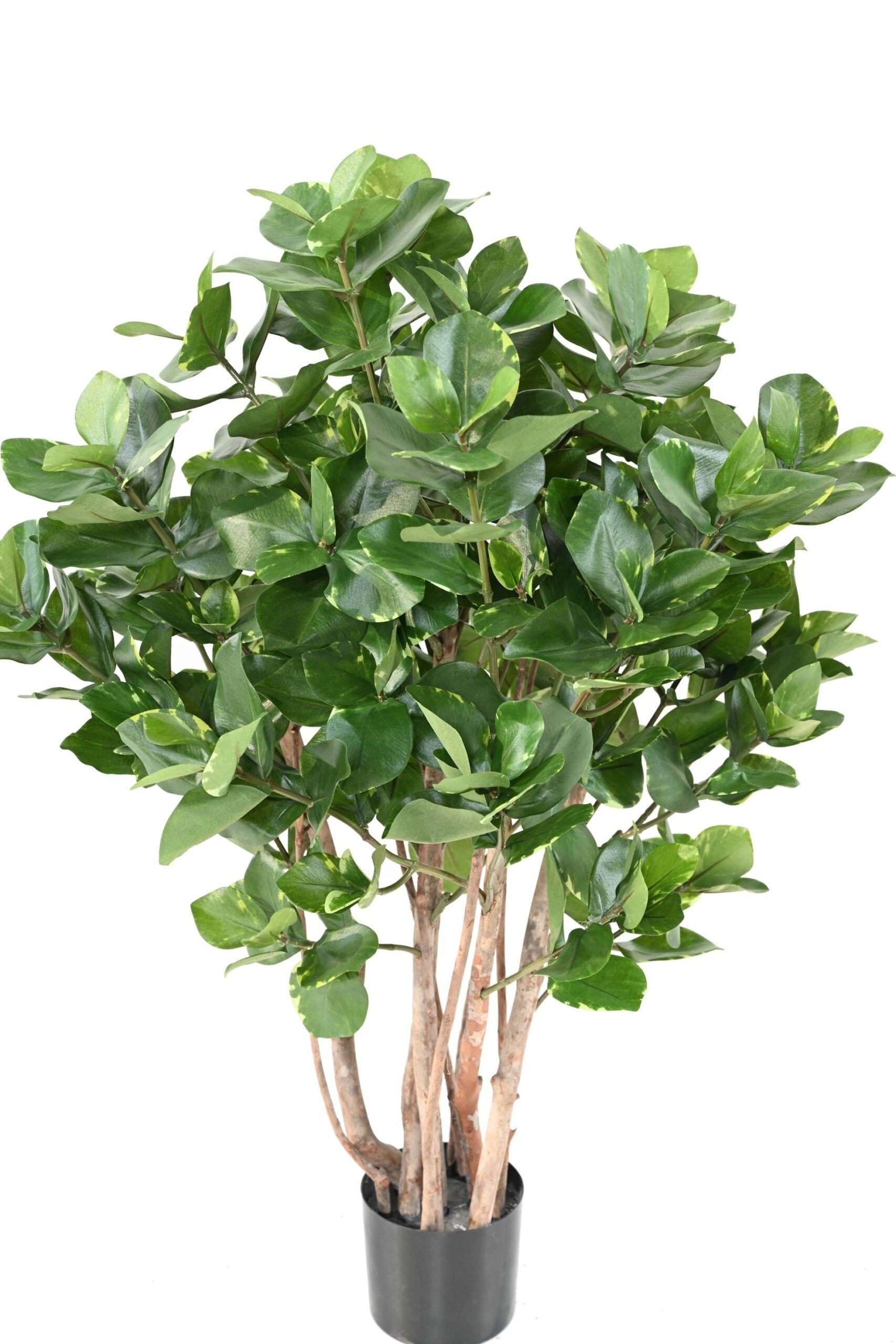 Künstlicher Clusia-Busch, ca. 95cm hoch, grün 1 Künstlicher Clusia-Busch, ca. 95cm hoch, grün