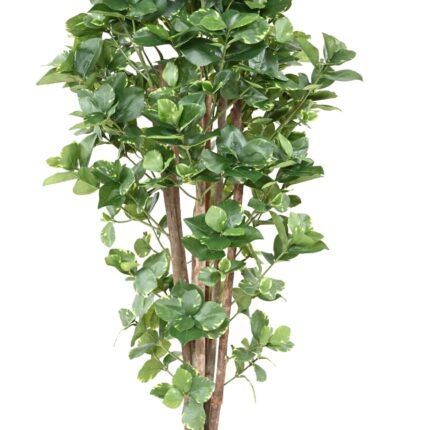 Künstlicher Clusia Variegata, ca. 150cm hoch, bunt