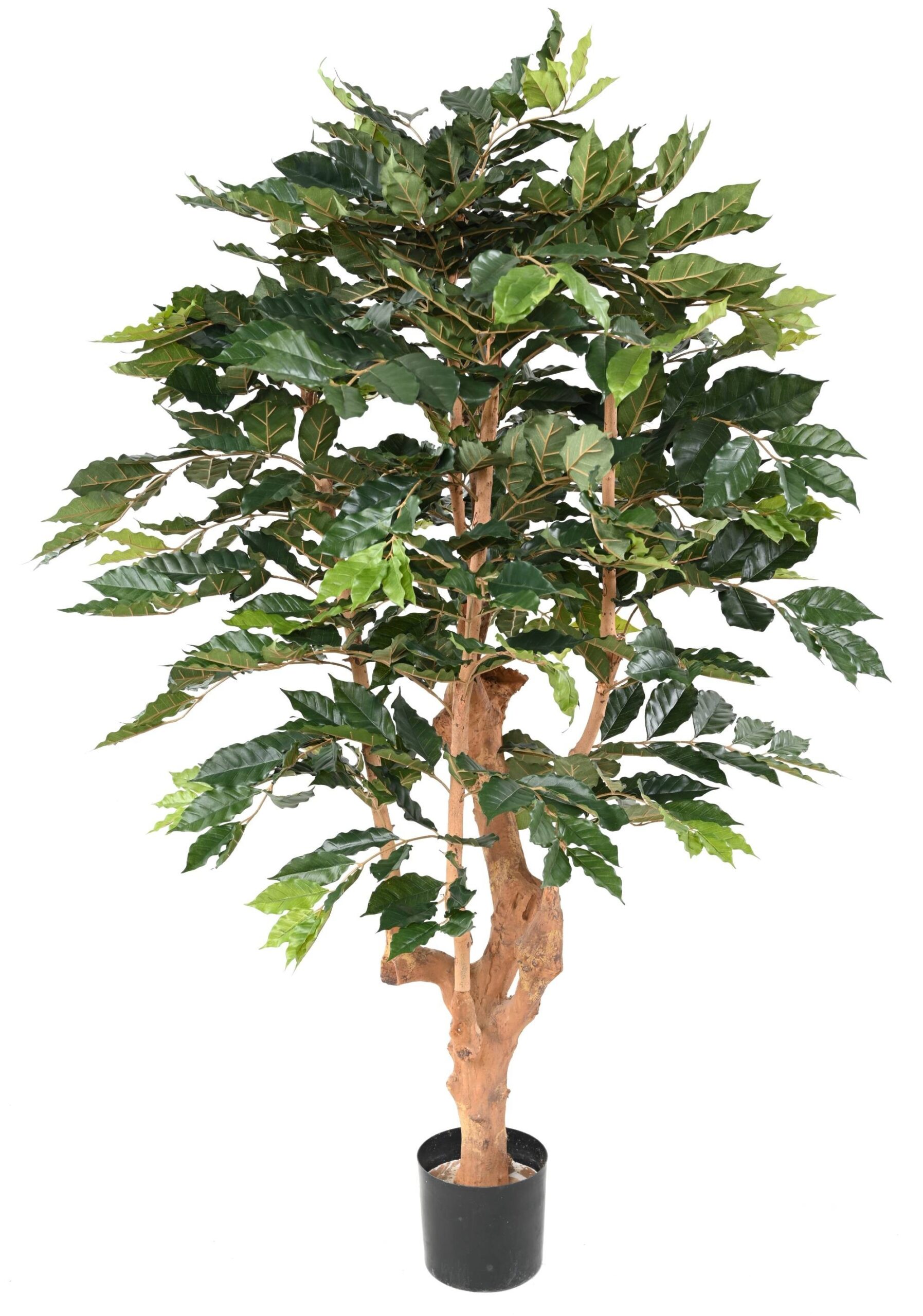Künstlicher Kaffeebaum, ca. 180cm hoch, grün 1 Künstlicher Kaffeebaum, ca. 180cm hoch, grün