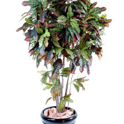 Künstlicher Croton, ca. 180cm hoch, rot-gelb