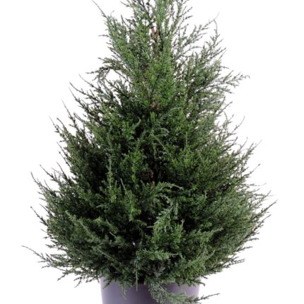Künstlicher Zypressenbaum, ca 65cm, grün