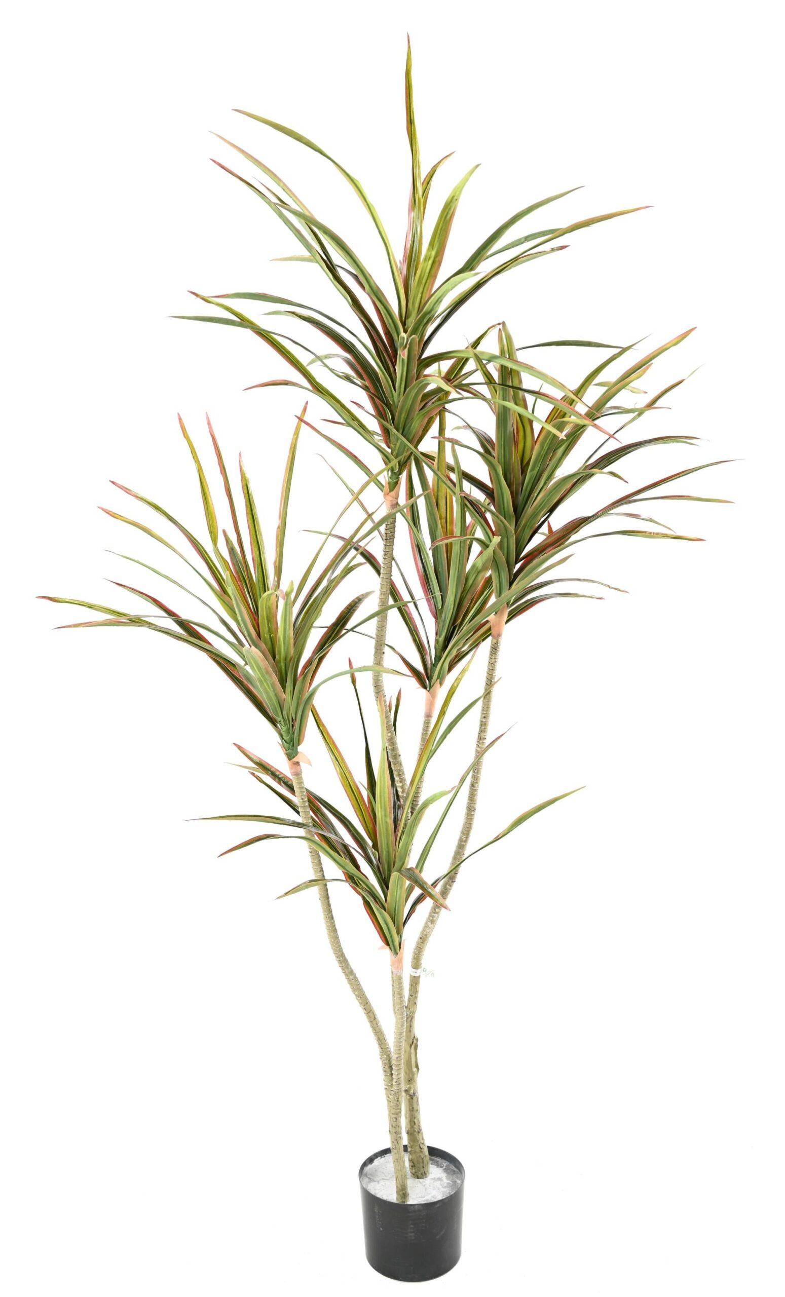 Künstliche Dracaena, ca. 190cm hoch, grün 1 Künstliche Dracaena, ca. 190cm hoch, grün