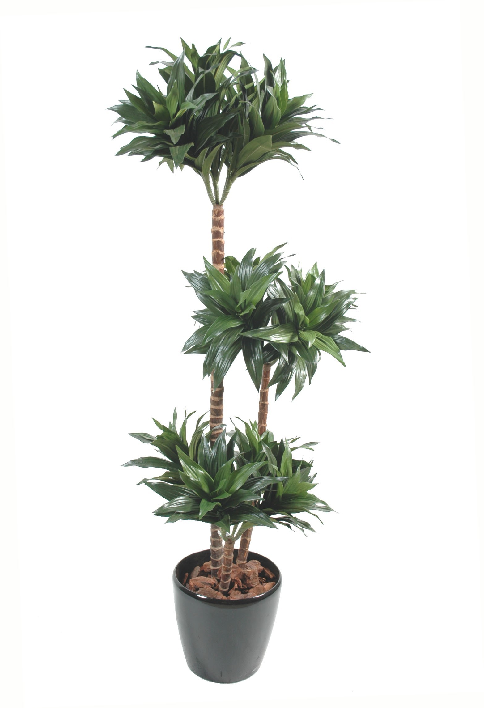 Künstliche Dracaena Fragans Compacta, ca. 90cm hoch, grün 1 Künstliche Dracaena Fragans Compacta, ca. 90cm hoch, grün