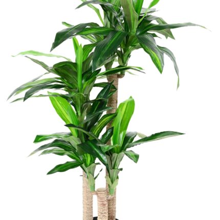 Künstliche Dracaena Fragrans, ca. 135cm hoch, grün
