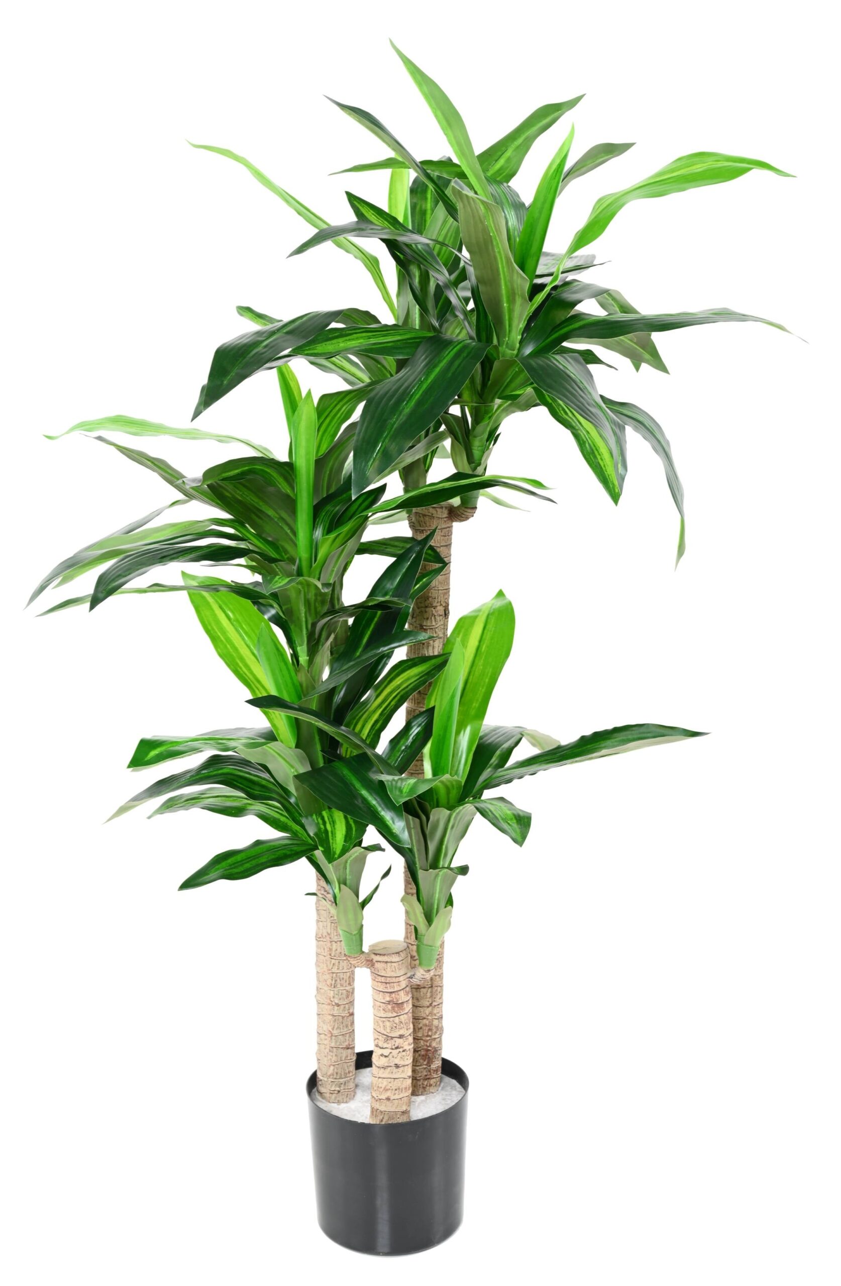 Künstliche Dracaena Fragrans, ca. 135cm hoch, grün 1 Künstliche Dracaena Fragrans, ca. 135cm hoch, grün