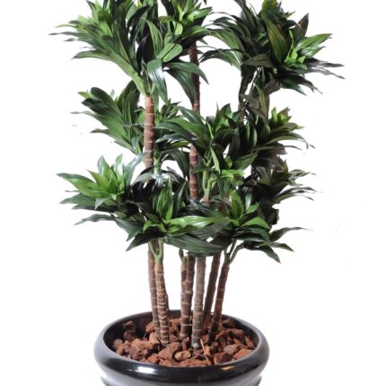 Künstliche Dracaena Fragans Compacta, ca. 120cm hoch, grün