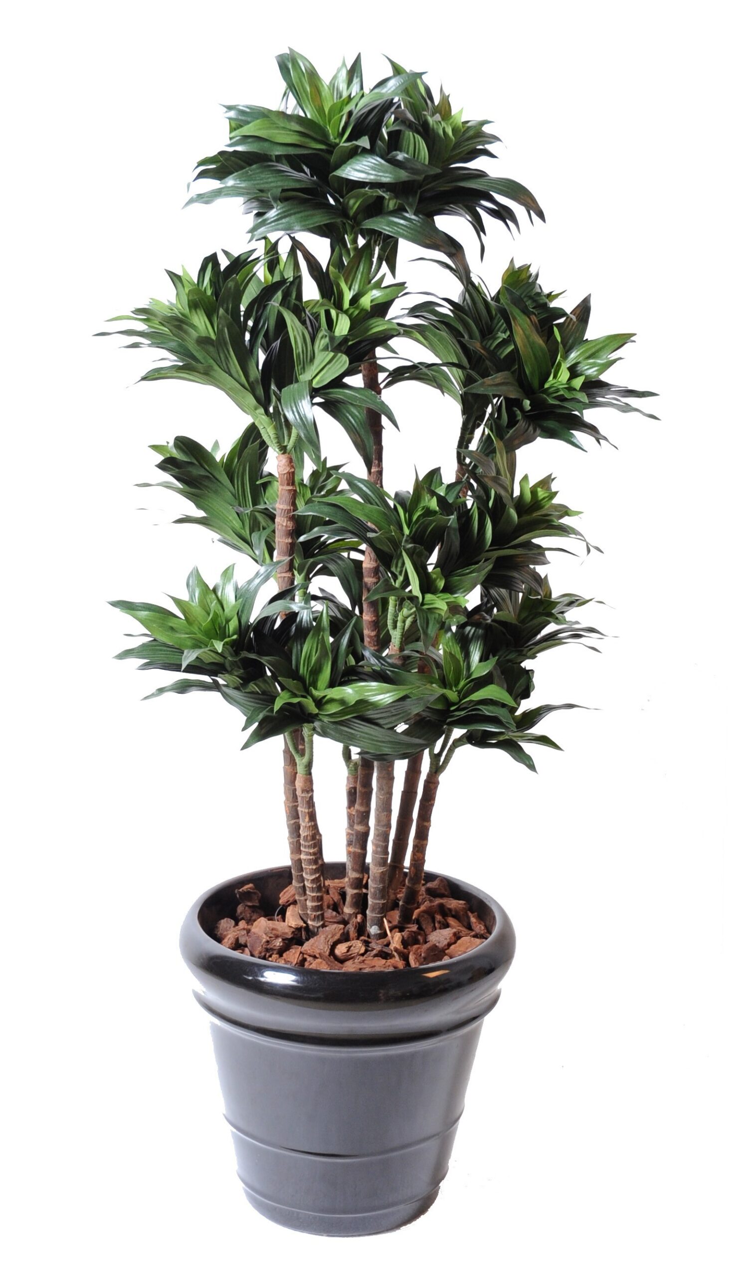 Künstliche Dracaena Fragans Compacta, ca. 120cm hoch, grün 1 Künstliche Dracaena Fragans Compacta, ca. 120cm hoch, grün