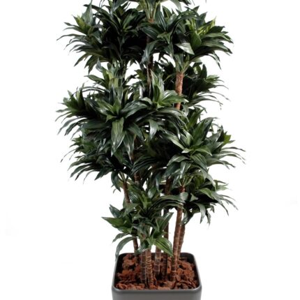 Künstliche Dracaena Fragans Compacta, ca. 140cm hoch, grün