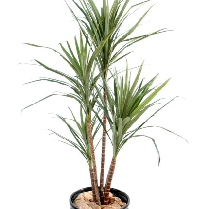 Künstliche Dracaena Marginata, ca. 160cm hoch, grün und rot