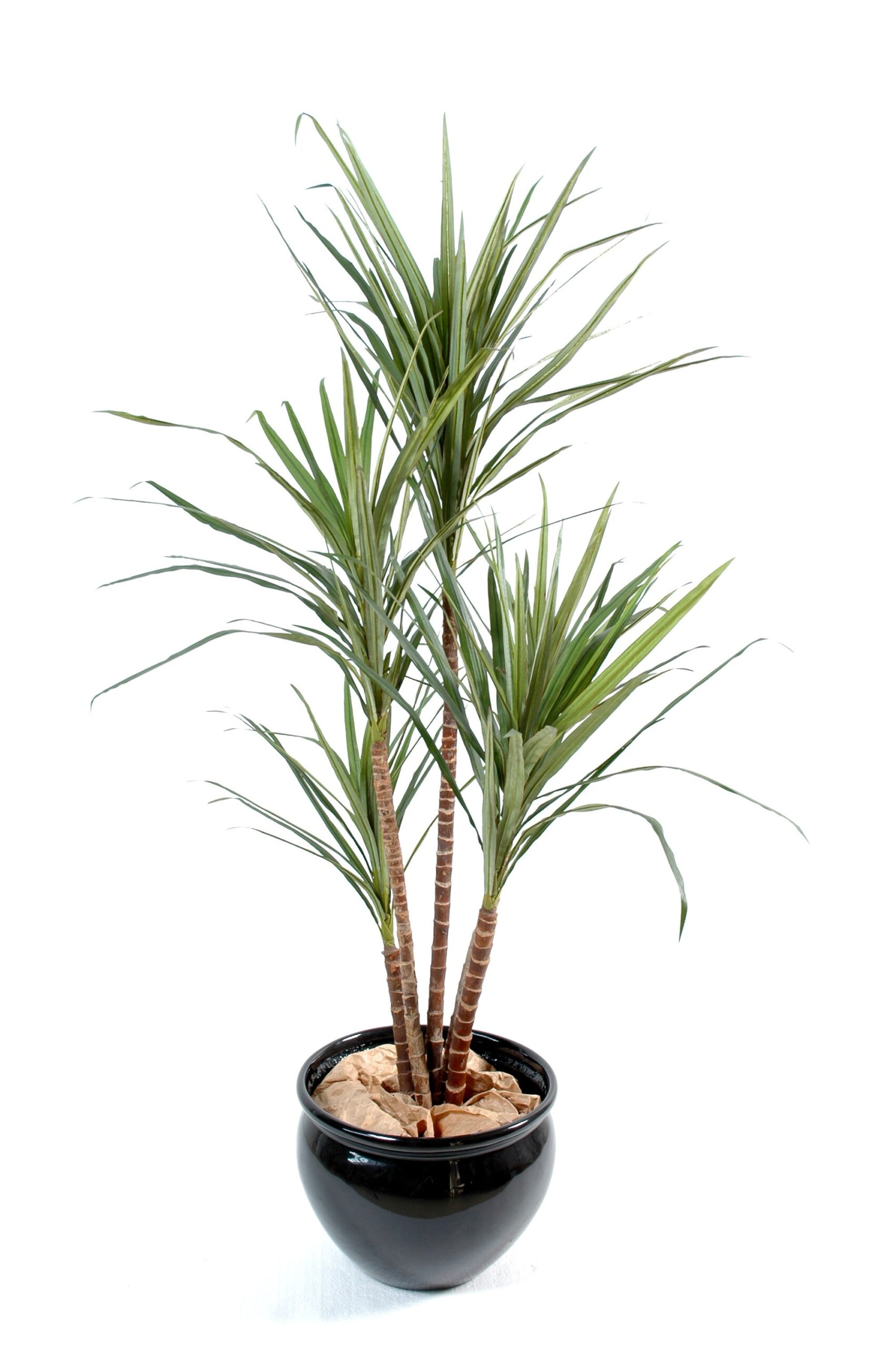 Künstliche Dracaena Marginata, ca. 160cm hoch, grün und rot 1 Künstliche Dracaena Marginata, ca. 160cm hoch, grün und rot