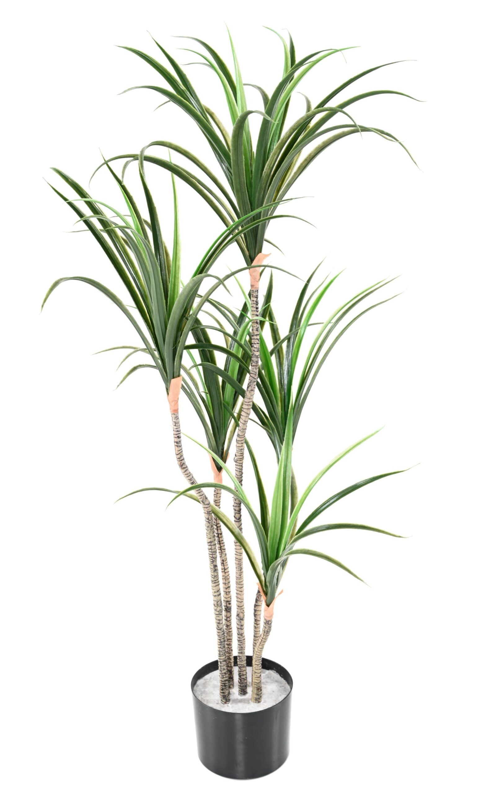 Künstliche Dracaena Marginata, ca. 125cm hoch, grün 1 Künstliche Dracaena Marginata, ca. 125cm hoch, grün