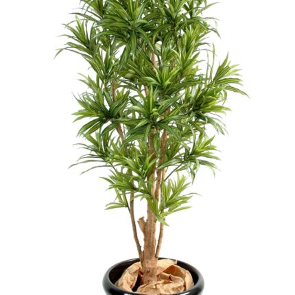 Künstliche Dracaena Reflexa, ca. 150cm hoch, grün