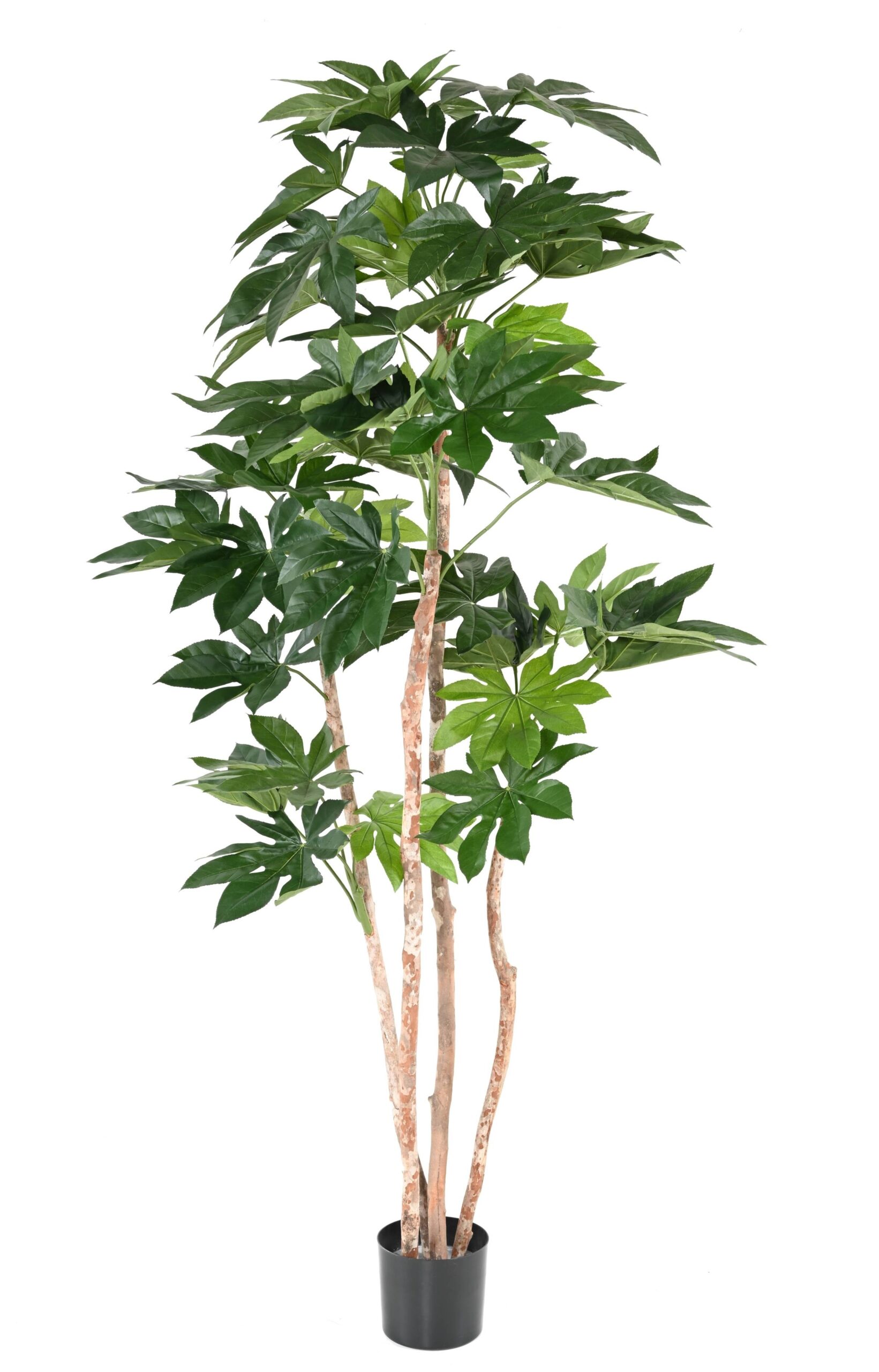 Künstlicher Fatsia Japonica Baum, ca. 180cm hoch, grün 1 Künstlicher Fatsia Japonica Baum, ca. 180cm hoch, grün